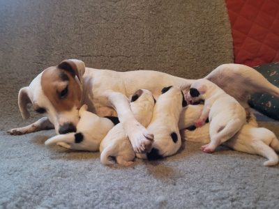 Chiot Jack russell terrier : 4  mâles – 2  femelles 145108