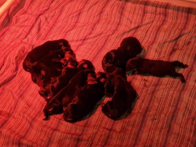 Chiot Rottweiler : 5  mâles – 5  femelles 152540
