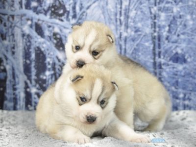 Chiot Siberian husky : 2  mâles – 3  femelles 148427