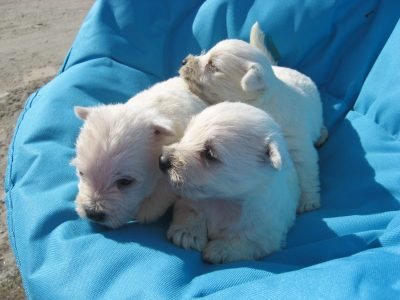 Chiot West highland white terrier : 2  mâles – 0  femelle 131063