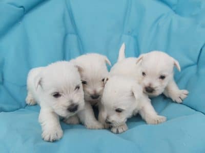 Chiot West highland white terrier : 4  mâles – 2  femelles 131304