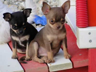 chiots chihuahuas poil court
