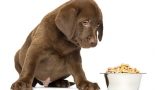 Le chocolat : un aliment toxique pour les chiens et les chiots