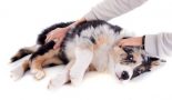 Les convulsions de la chienne allaitante