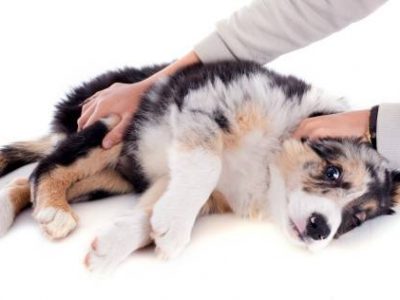 La lactation nerveuse de la chienne