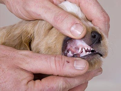 Les parasites du chien, à l’origine de lésions de la peau