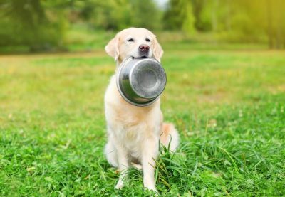 Mon chien boude son aliment : comment stimuler son appétit ?