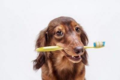 Comment préserver l’hygiène bucco-dentaire de son chien adulte ?