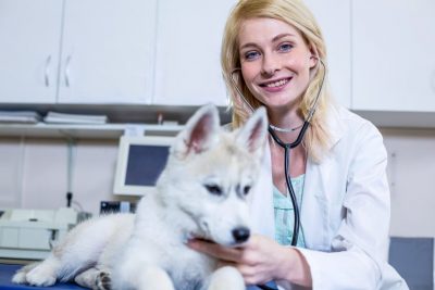 Le bilan de santé du chien vieillissant chez le vétérinaire