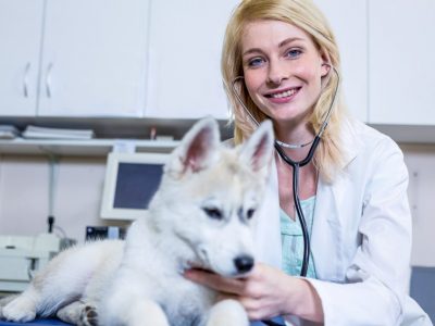 Le bilan de santé du chien vieillissant chez le vétérinaire