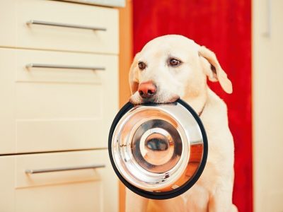 Pourquoi donner des aliments différents selon la taille et la race des chiens ?