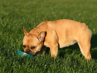 Pourquoi diminuer l’apport de phosphore chez le chien qui vieillit ?