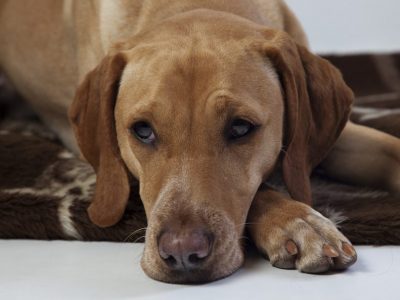 Pourquoi diminuer l’apport de phosphore chez le chien qui vieillit ?