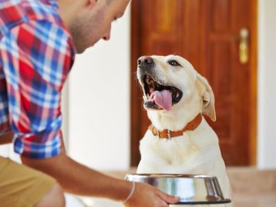 Quels aliments sont nocifs pour mon chien ?
