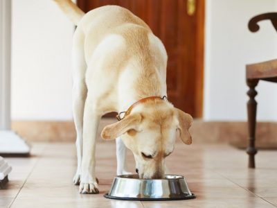 Comment nourrir une chienne gestante ?