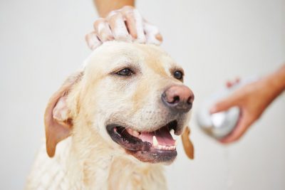 Puis-je laver mon chien avec mon propre shampooing ?