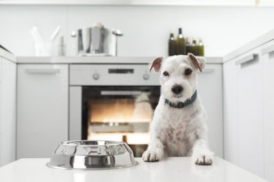 Pourquoi ne pas nourrir mon chien comme moi-même ?