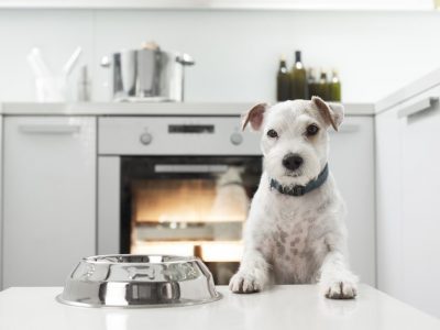 Pourquoi donner des aliments différents selon la taille et la race des chiens ?