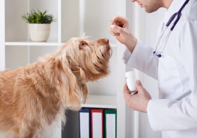 Comment donner un médicament à mon chien ?