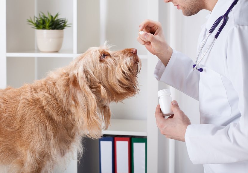 Comment faire prendre à mon chien ses médicaments ?
