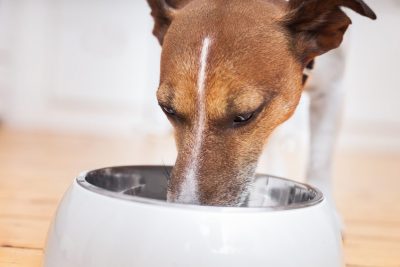 Est-ce bon pour l’équilibre alimentaire de mon chien de changer souvent d’aliments ?