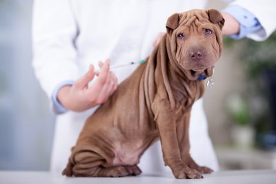 Pourquoi faire vacciner mon chien ?