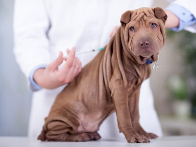 Pourquoi faire vacciner mon chien ?