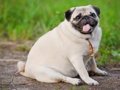 L'obésité du chien, un phénomène en progression
