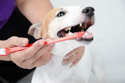 Comment brosser les dents de mon chien ?