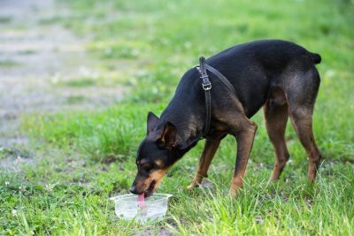 Surveiller la consommation d’eau de mon chien