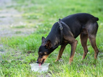 Surveiller la consommation d’eau de mon chien