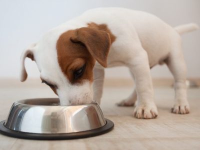 Carence alimentaire : comment limiter les risques pour mon chien ?