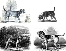 Histoire du Beagle