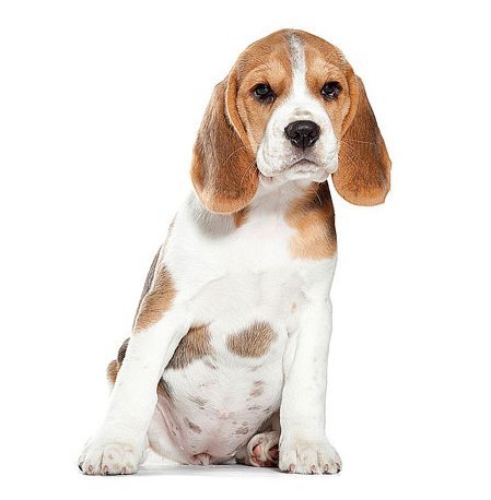 Morphologie du Beagle