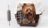 La cage de transport d’un chien