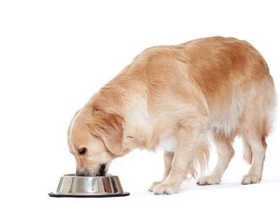 La nourriture des chiens : une différence de taille