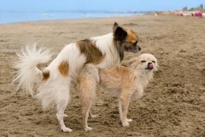 La saillie de la chienne et du chien