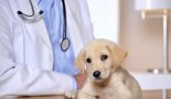 Les avantages de la stérilisation chez le chien