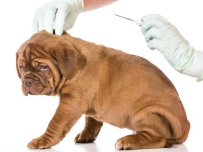 Les parasites du chien, à l’origine de lésions de la peau