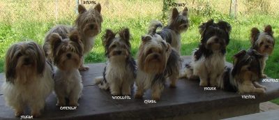les "BIEWER" yorkshires terriers