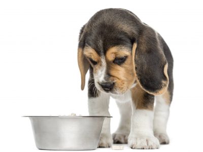 Alimentation : petit chien deviendra grand