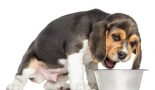 Régime alimentaire du chien
