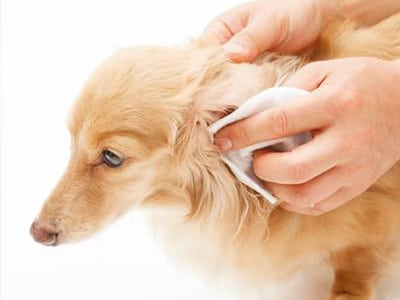 Nettoyer les oreilles du chiot ou du chien