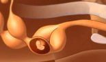 Phases du développement de l’embryon