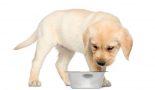 Régime alimentaire du chien