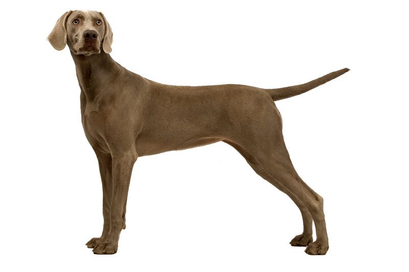chien Braque Weimar à poil ras - Wikichien