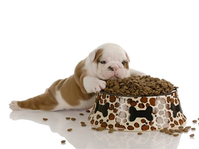 Alimentation : petit chien deviendra grand